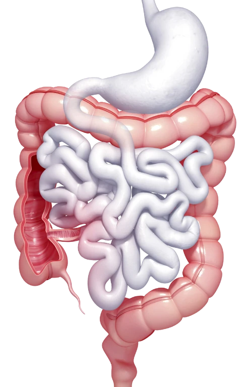 Nutricao na Modulacao Intestinal em Curitiba
